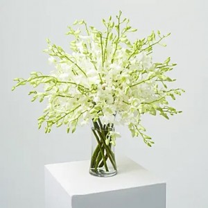 40 White Orchid Arrangement